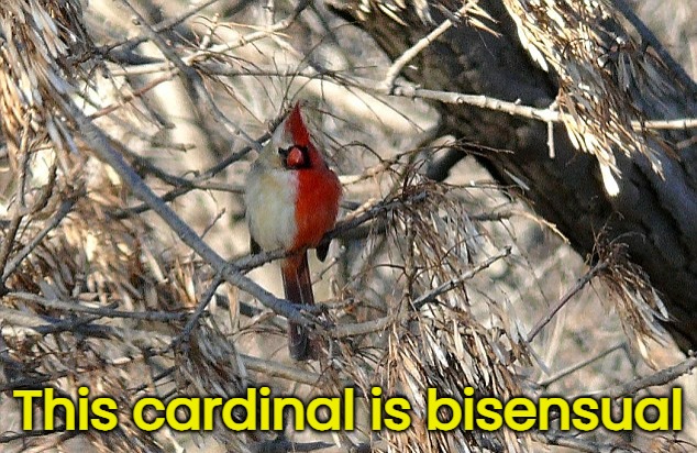 This cardinal is bisensual | made w/ Imgflip meme maker