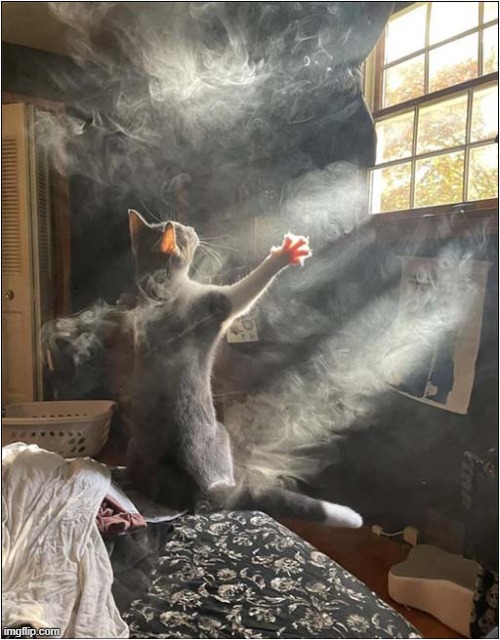 Cat Summoning The Spirits ! | image tagged in cats,summoning,spirit | made w/ Imgflip meme maker