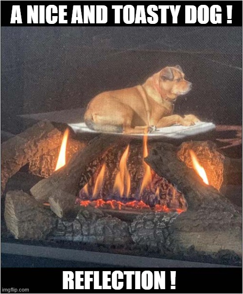 What The ... | A NICE AND TOASTY DOG ! REFLECTION ! | image tagged in dogs,fire,reflection,optical illusion | made w/ Imgflip meme maker