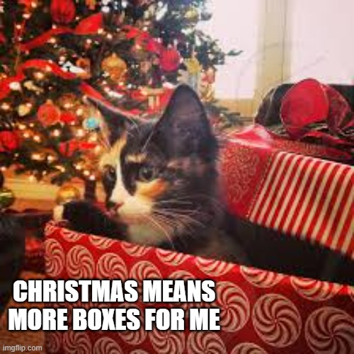 memes by Brad - Chistmas means more boxes for cats | CHRISTMAS MEANS MORE BOXES FOR ME | image tagged in cats,funny,kittens,boxes,christmas,santa claus | made w/ Imgflip meme maker