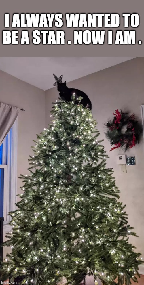 memes by Brad - My cat wanted to be a star. Now she is. On the Christmas tree. | I ALWAYS WANTED TO BE A STAR . NOW I AM . | image tagged in cats,funny,kittens,christmas tree,santa claus,christmas | made w/ Imgflip meme maker