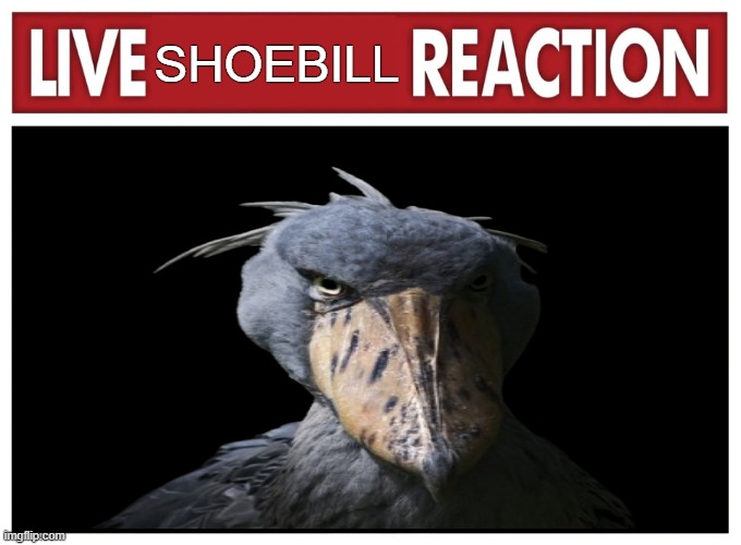 Live reaction | SHOEBILL | image tagged in live reaction | made w/ Imgflip meme maker