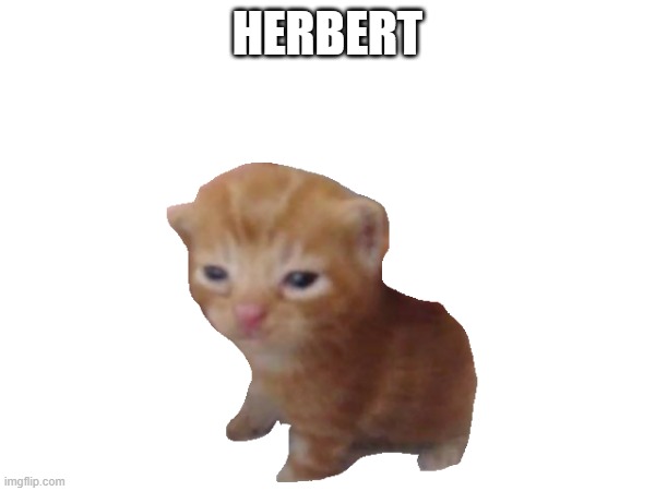 herbert | HERBERT | image tagged in wholesome | made w/ Imgflip meme maker