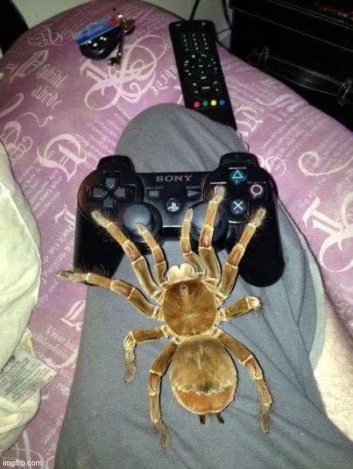 tarantula gamer | made w/ Imgflip meme maker