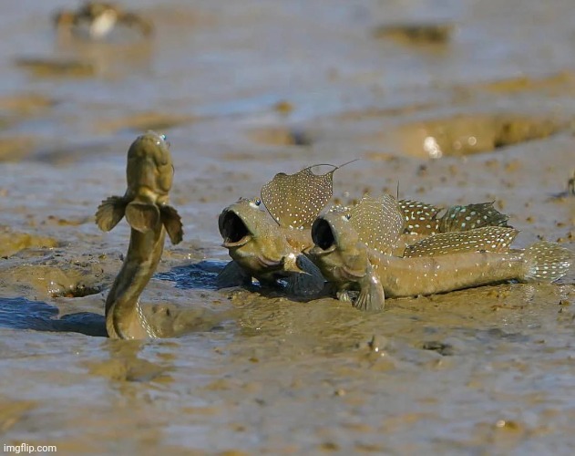 Pog fiah | made w/ Imgflip meme maker