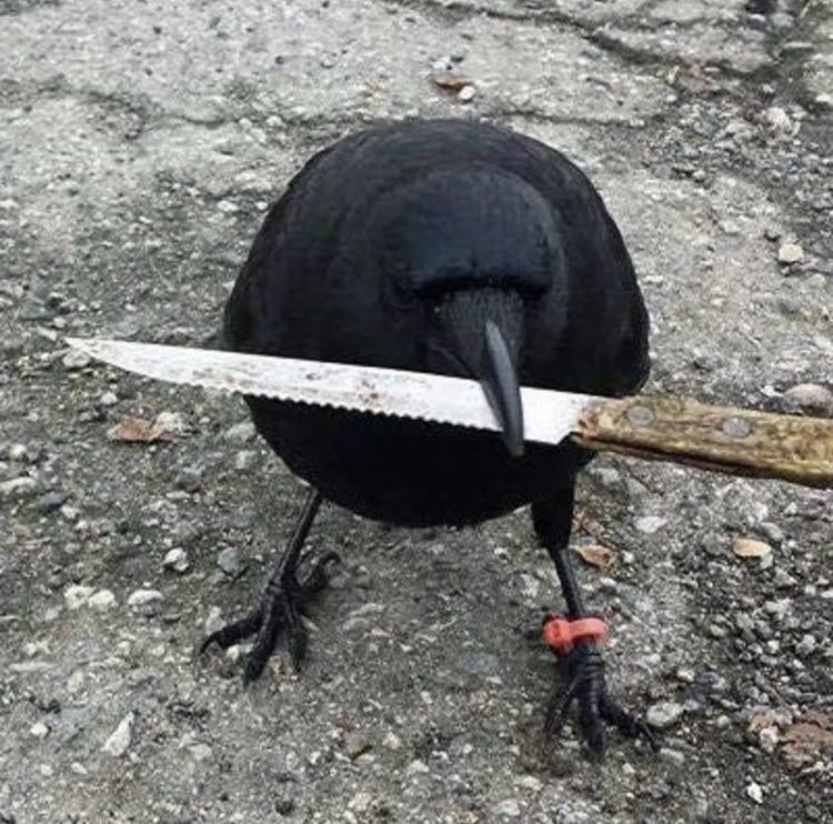 Crow with knife Blank Meme Template