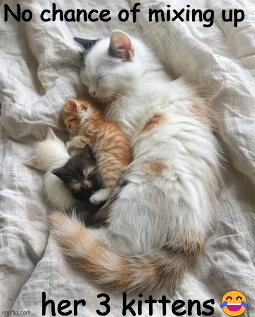 Mama cat w/ her sweet kittens | No chance of mixing up; 😂; her 3 kittens | image tagged in cats,cute kittens,mama,adorable | made w/ Imgflip meme maker