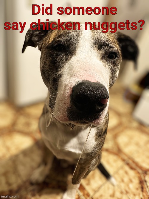 Drooling dog | Did someone say chicken nuggets? | image tagged in funny animals,funny dogs,dogs | made w/ Imgflip meme maker