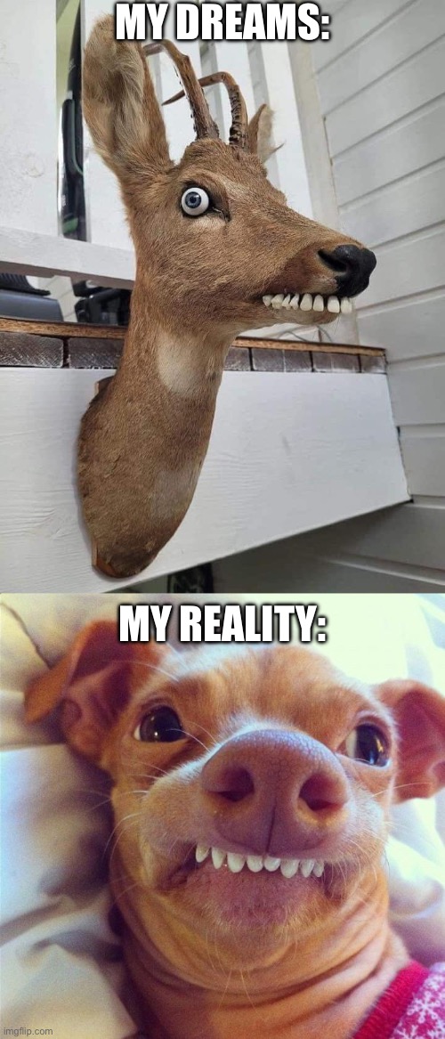 Dreams vs reality | MY DREAMS:; MY REALITY: | image tagged in phteven,dreams,reality | made w/ Imgflip meme maker