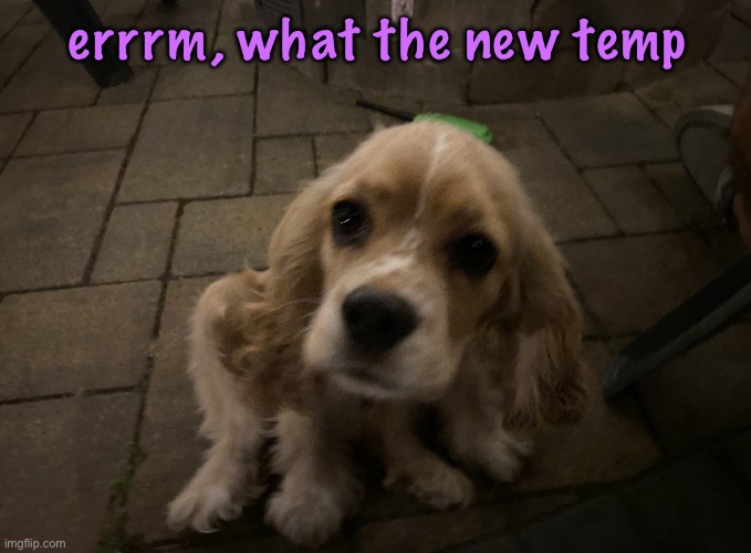 dumb little idiot gnocchi | errrm, what the new temp | image tagged in dumb little idiot gnocchi,cinnabox announcement | made w/ Imgflip meme maker