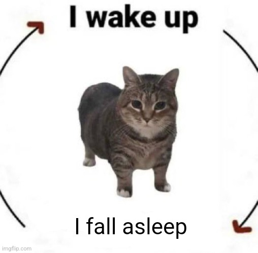 i wake up cat | I fall asleep | image tagged in i wake up cat | made w/ Imgflip meme maker
