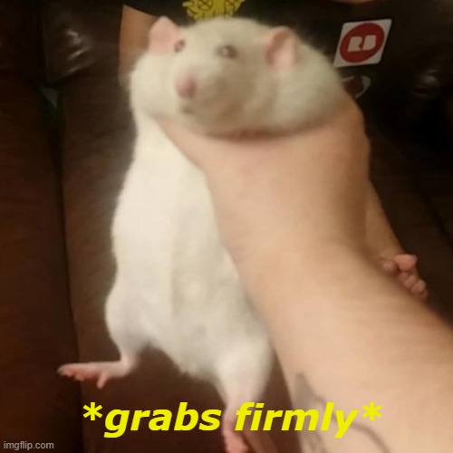 Grabbing a fat rat | *grabs firmly* | image tagged in grabbing a fat rat | made w/ Imgflip meme maker