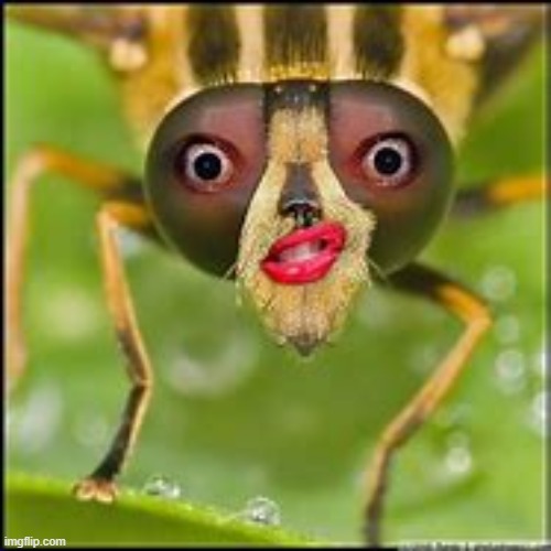 Disturbing ahh bug | image tagged in picture,bug,insect,bugs,disturbing,what | made w/ Imgflip meme maker