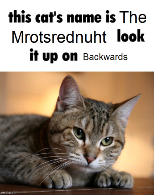 Rate my cat!, His name is Mrotsrednuht!, go look him up on Reverse Text websites! | image tagged in funny,memes,you have been eternally cursed for reading the tags,dont say it,hell,dark humor | made w/ Imgflip meme maker