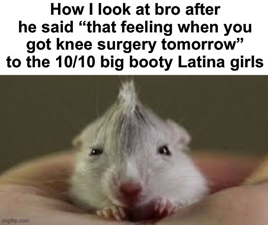 No rizz | How I look at bro after he said “that feeling when you got knee surgery tomorrow” to the 10/10 big booty Latina girls | image tagged in memes,funny,hamster | made w/ Imgflip meme maker