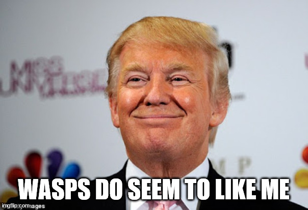 Donald trump approves | WASPS DO SEEM TO LIKE ME | image tagged in donald trump approves | made w/ Imgflip meme maker