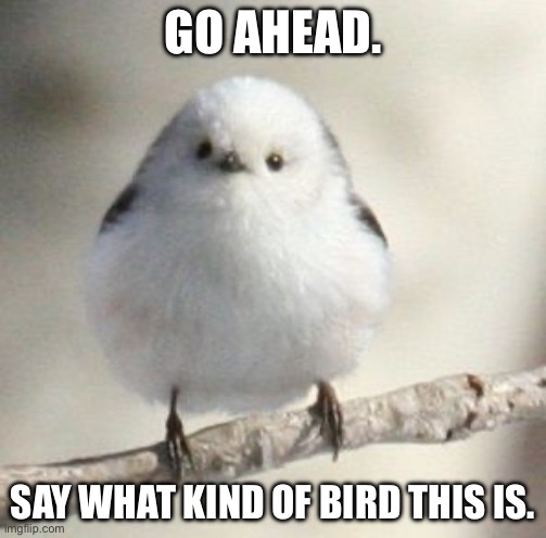 Haha funny moment | GO AHEAD. SAY WHAT KIND OF BIRD THIS IS. | image tagged in birds | made w/ Imgflip meme maker