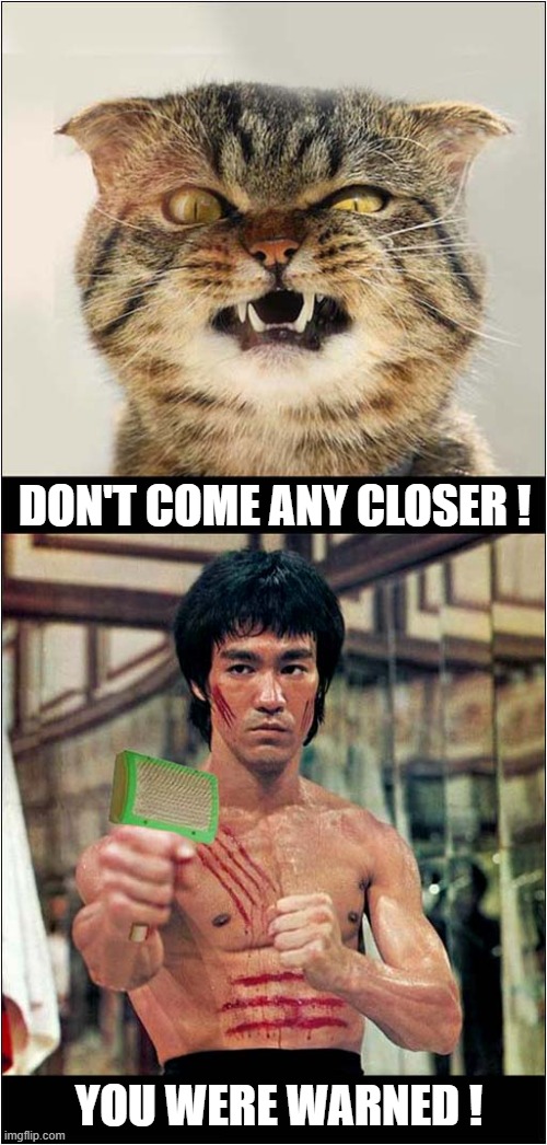 Cat Vs Bruce Lee ! | DON'T COME ANY CLOSER ! YOU WERE WARNED ! | image tagged in cats,bruce lee,comb,scratch | made w/ Imgflip meme maker