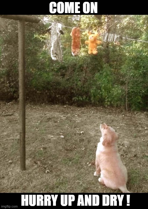 Her Patience Is Wearing Thin ! | COME ON; HURRY UP AND DRY ! | image tagged in dogs,toys,washing line,waiting | made w/ Imgflip meme maker