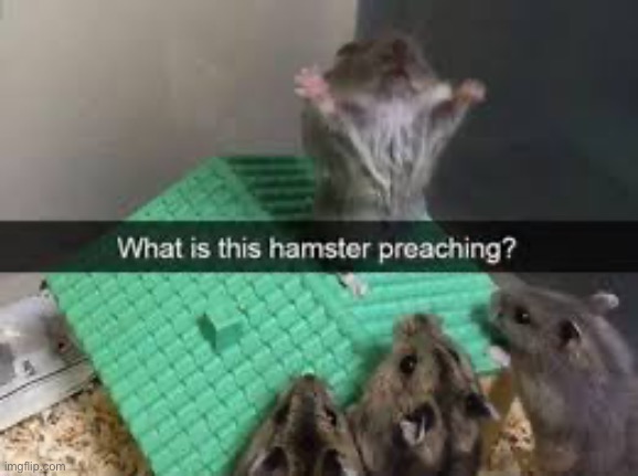 Oh god almighty, this stream thy has not know what thy has done | image tagged in memes,funny,hamster | made w/ Imgflip meme maker