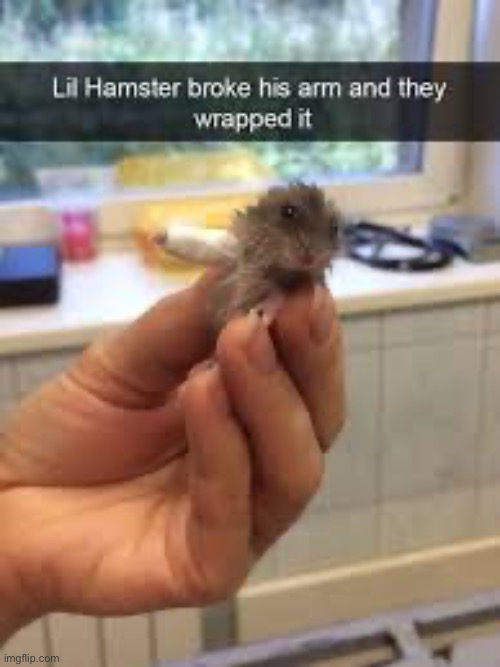 Noooo not the poor hamster | image tagged in memes,funny,hamster | made w/ Imgflip meme maker