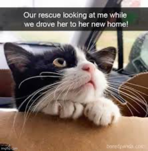 Very cute cat | image tagged in memes,funny,cats,wholesome | made w/ Imgflip meme maker