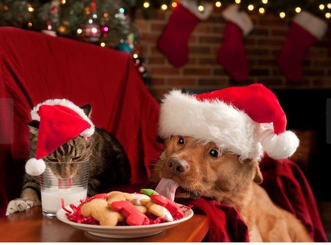 Christmas pets Blank Meme Template