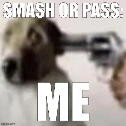 dog gunpoint | SMASH OR PASS:; ME | image tagged in dog gunpoint | made w/ Imgflip meme maker