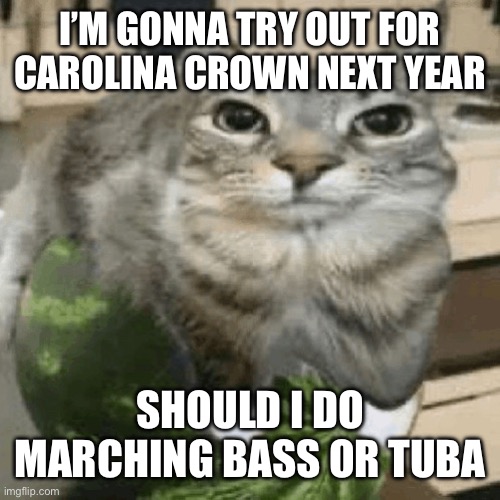 Cat on melon | I’M GONNA TRY OUT FOR CAROLINA CROWN NEXT YEAR; SHOULD I DO MARCHING BASS OR TUBA | image tagged in cat on melon | made w/ Imgflip meme maker