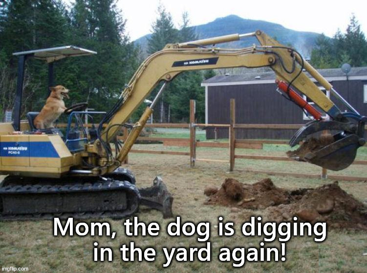 Digging | Mom, the dog is digging
in the yard again! | image tagged in dogs | made w/ Imgflip meme maker