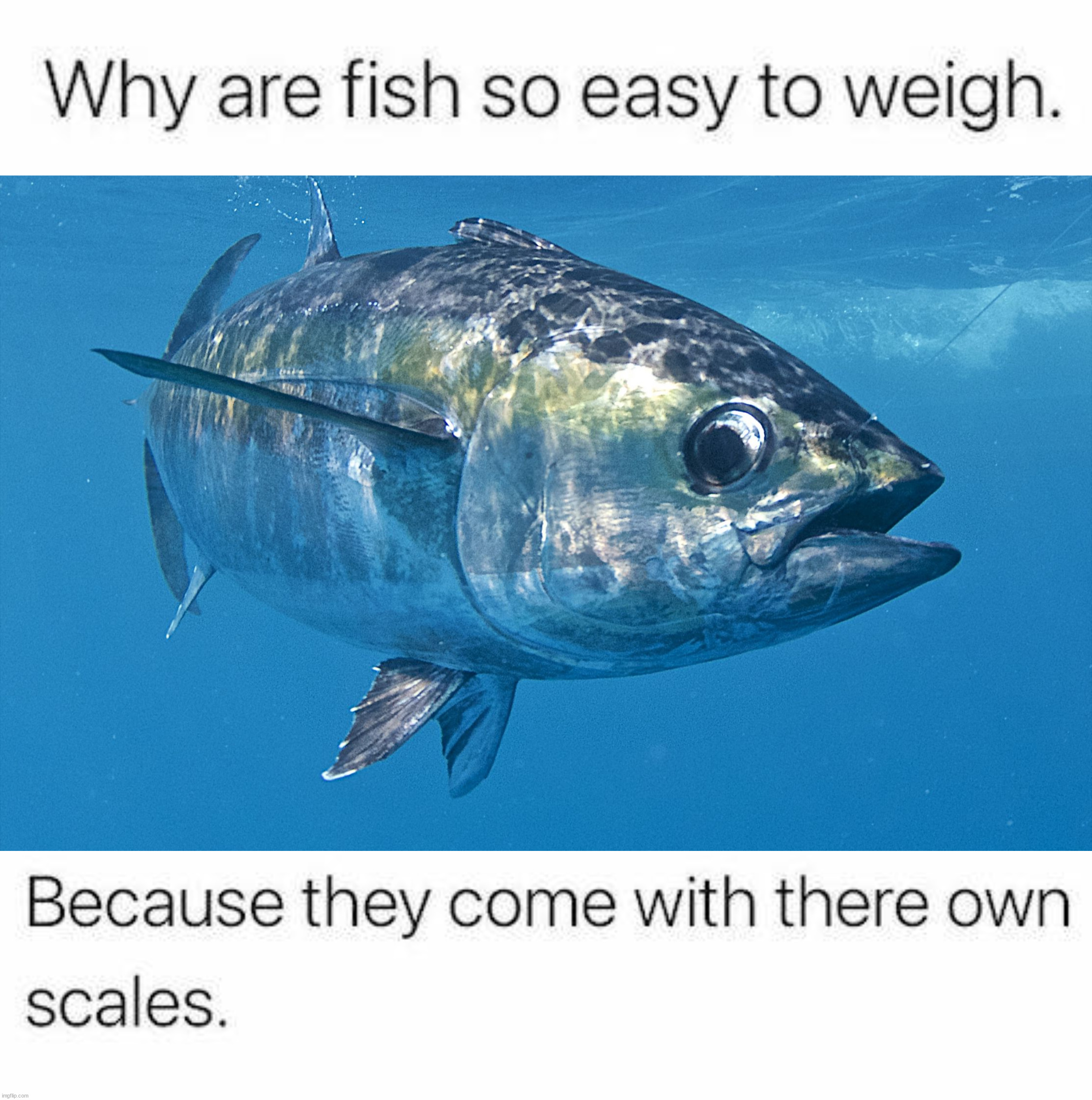 Weigh | image tagged in tuna fish,eyeroll | made w/ Imgflip meme maker