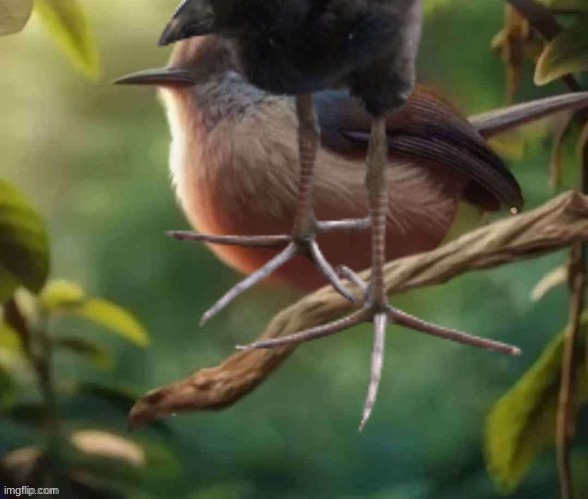 cool ass bird photo | image tagged in cool ass bird photo | made w/ Imgflip meme maker