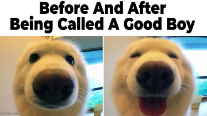 good boi | image tagged in dogs,happy,sad,meme | made w/ Imgflip meme maker