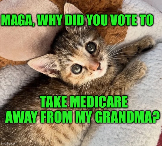 Maga must explain why they took away Medicare | MAGA, WHY DID YOU VOTE TO; TAKE MEDICARE AWAY FROM MY GRANDMA? | image tagged in undying adoration kitten | made w/ Imgflip meme maker