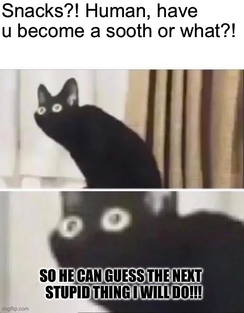 Oh No Black Cat | Snacks?! Human, have u become a sooth or what?! SO HE CAN GUESS THE NEXT STUPID THING I WILL DO!!! | image tagged in oh no black cat,cats,cat,funny memes,funny cats | made w/ Imgflip meme maker