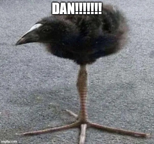 Long Legged  Bird | DAN!!!!!!! | image tagged in long legged bird | made w/ Imgflip meme maker