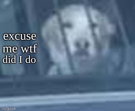 excuse me wtf dog | did I do | image tagged in excuse me wtf dog | made w/ Imgflip meme maker