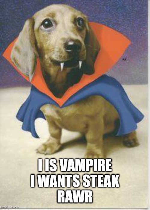 vampire dachshund | I IS VAMPIRE
I WANTS STEAK
RAWR | image tagged in vampire dachshund | made w/ Imgflip meme maker