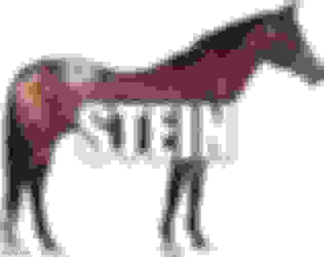 stein | image tagged in stein | made w/ Imgflip meme maker