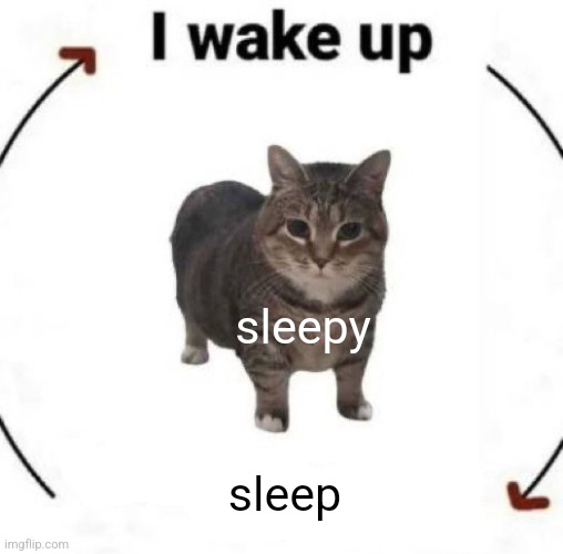 very exhausting day | sleepy; sleep | image tagged in i wake up cat | made w/ Imgflip meme maker