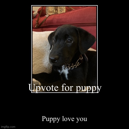 Puppy | Upvote for puppy | Puppy love you | image tagged in funny,demotivationals | made w/ Imgflip demotivational maker