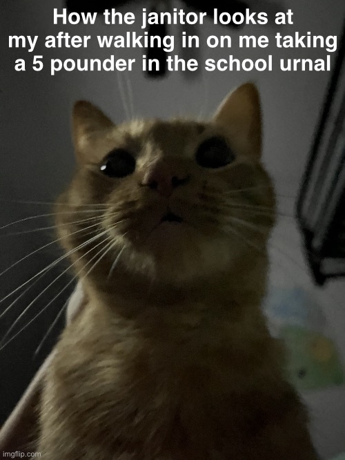 Goofy cat | How the janitor looks at my after walking in on me taking a 5 pounder in the school urnal | image tagged in goofy cat | made w/ Imgflip meme maker