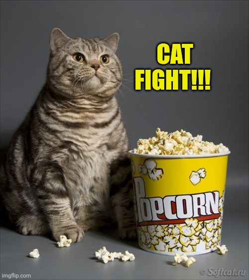 Cat eating popcorn | CAT
FIGHT!!! | image tagged in cat eating popcorn | made w/ Imgflip meme maker