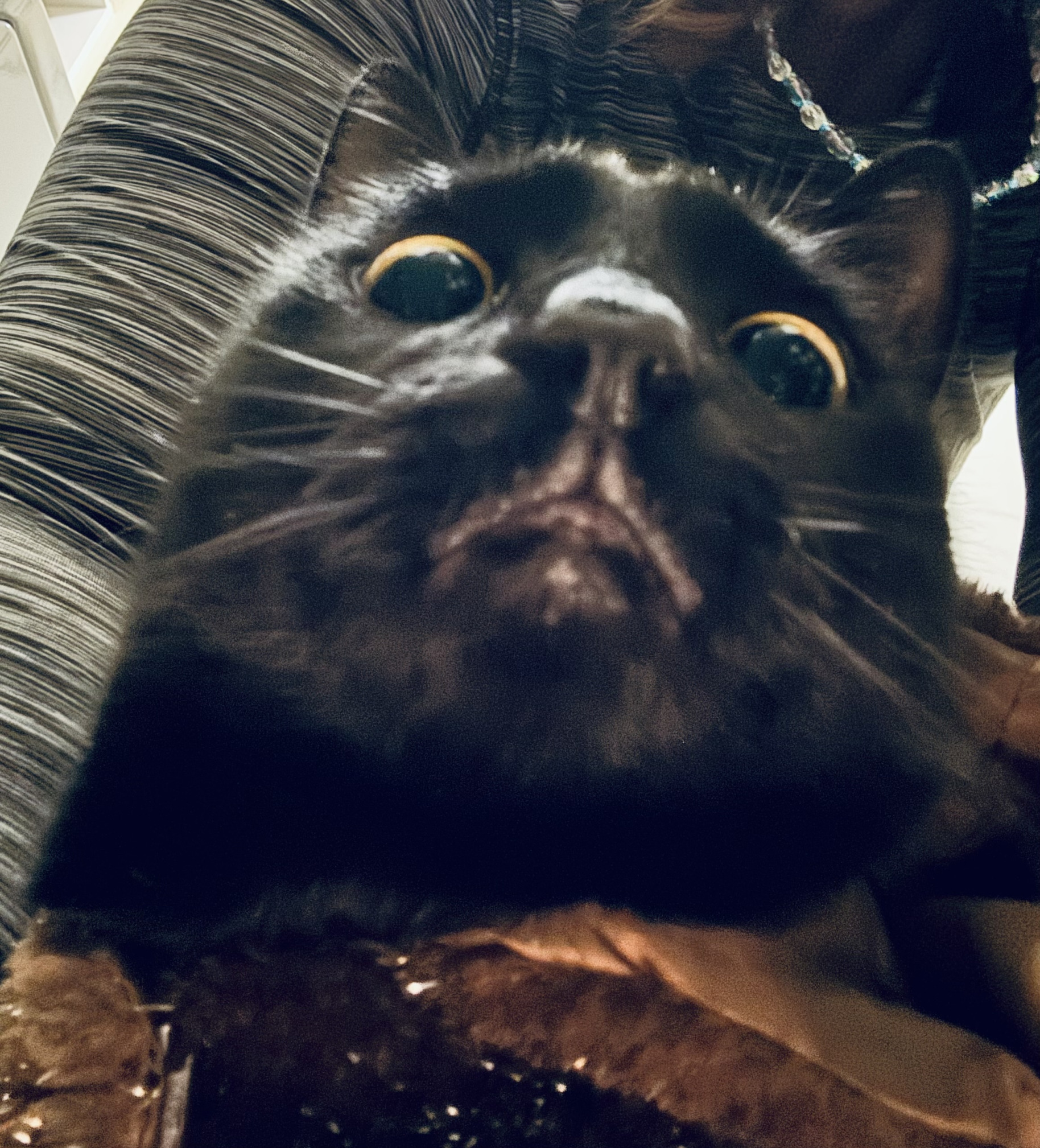 Cat lord big eyes Blank Meme Template