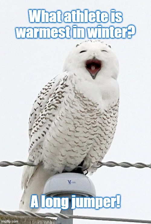 Happy Owl | What athlete is warmest in winter? A long jumper! | image tagged in happy owl | made w/ Imgflip meme maker