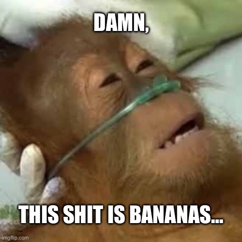 shit is bananas | DAMN, THIS SHIT IS BANANAS… | image tagged in monkey oxygen,monkey | made w/ Imgflip meme maker