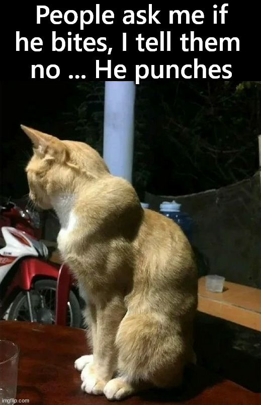 Strong cat | People ask me if he bites, I tell them 
no ... He punches | image tagged in cats | made w/ Imgflip meme maker