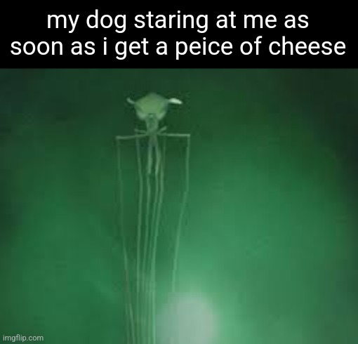 magnapinna squid stare | my dog staring at me as soon as i get a peice of cheese | image tagged in magnapinna squid stare | made w/ Imgflip meme maker