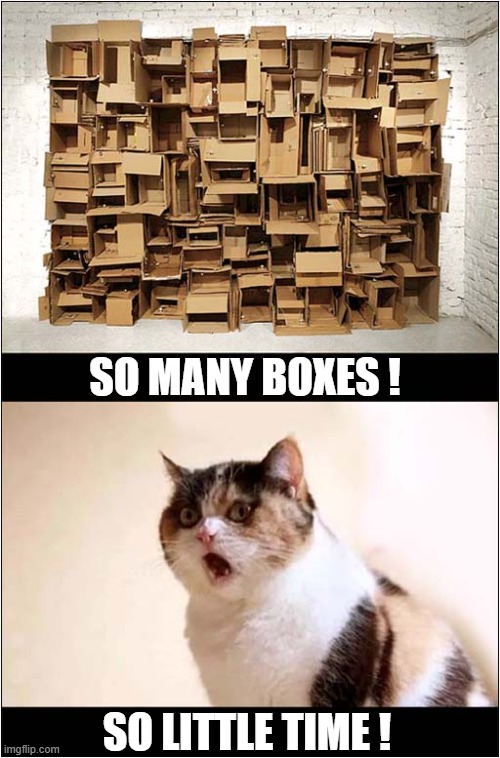 Too Many Choices ! | SO MANY BOXES ! SO LITTLE TIME ! | image tagged in cats,boxes,choices | made w/ Imgflip meme maker