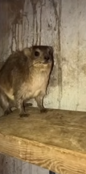 Rock Hyrax Scares Blank Meme Template